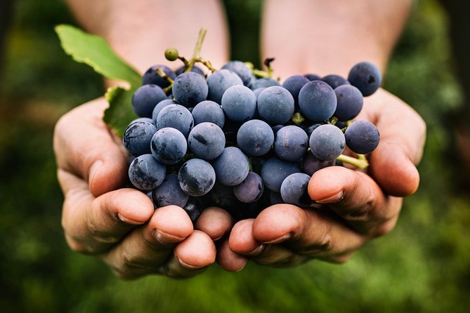Oliver and Osoyoos Wine Tour From Kelowna - 4 Wineries - Winery Exploration