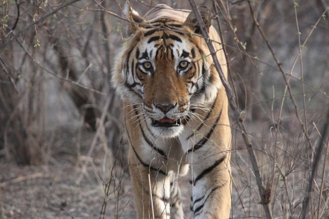On the Tigers Trail: Delhi to Ranthambhore 1 Night Trip With 2 Jeep Safaris - Safari Experience