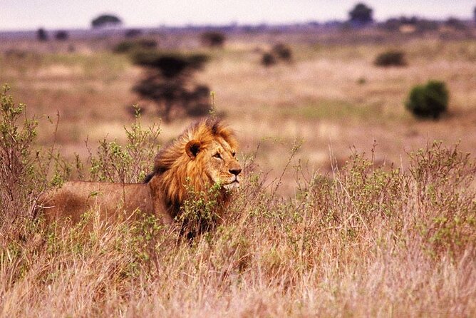 One-Day Safari Tour From Zanzibar With Lunch and Pick up - Inclusions and Amenities
