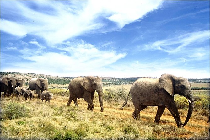 One-Way Hop-On Hop-Off Bus From Cape Town to Port Elizabeth - Important Travel Information