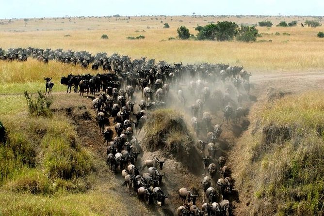 Overnight Maasai Mara Private Safari From Nairobi - Itinerary and Inclusions
