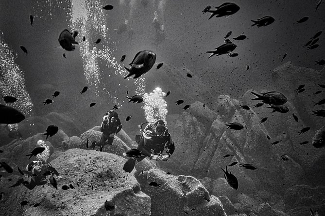 Package of 4 Double Dives in the Capo Carbonara Marine Protected Area - Highlights of the Dives