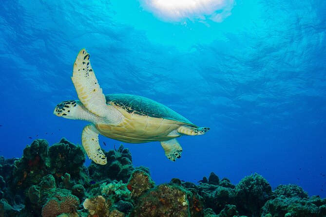 PADI Discover Scuba Diving Program in the Riviera Maya - Included in the Experience