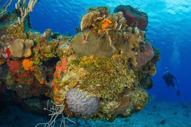 PADI Discover Scuba Diving Tour in Cozumel - Accessibility and Safety