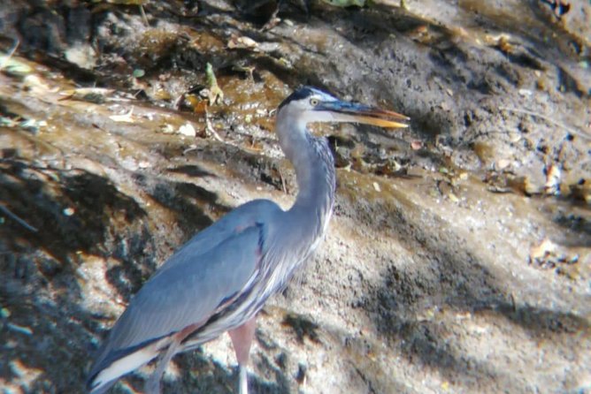 Palo Verde National Park Boat and Wildlife Tour One Day Tour - Tour Features