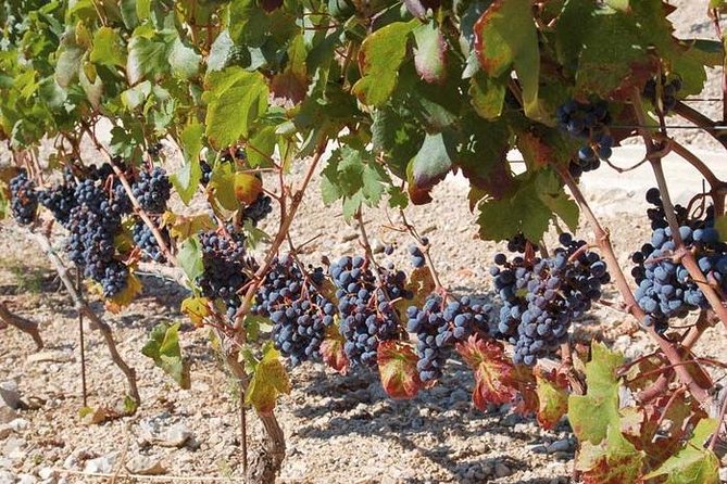 Peljesac Peninsula Day Trip From Dubrovnik: Wine Tasting and Ston Village Tour - Pelješac Peninsula Highlights