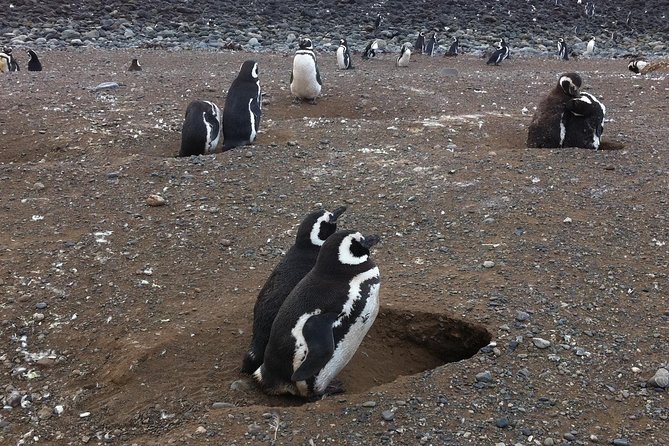 Penguins Reserve at Magdalena in the Strait of Magellan - Inclusions and Logistics
