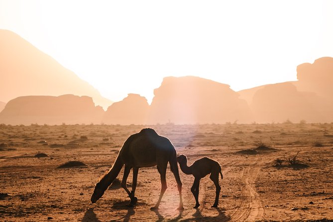 Petra & Wadi Rum Day Trip With Hotel Pickup - Inclusions and Highlights of the Tour
