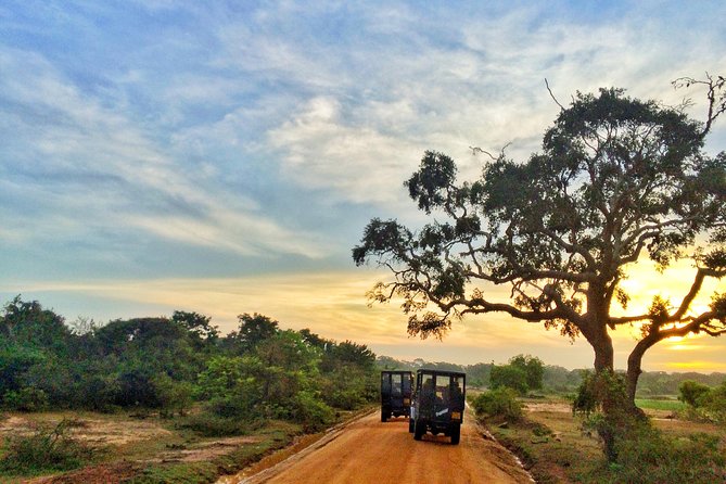 Pick up Hambantota Cruise Ship: Udawalawe National Park Safari - Safari Experience Highlights