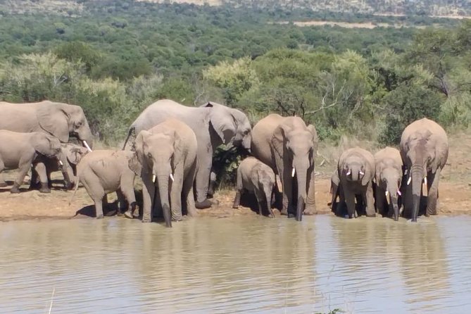 Pilanesberg and Sun City Tour - Pricing and Cancellation