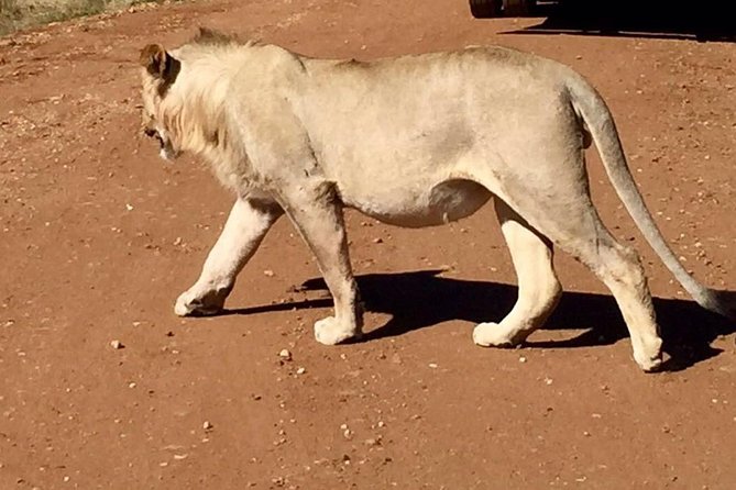 Pilanesberg Game Reserve Guided Day Tour From Johannesburg or Pretoria - Safari Experience