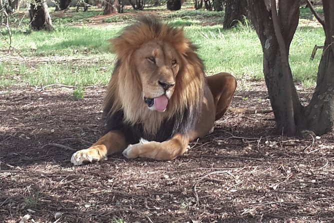 Pilanesberg National Park Safari From Johannesburg - Pickup Locations