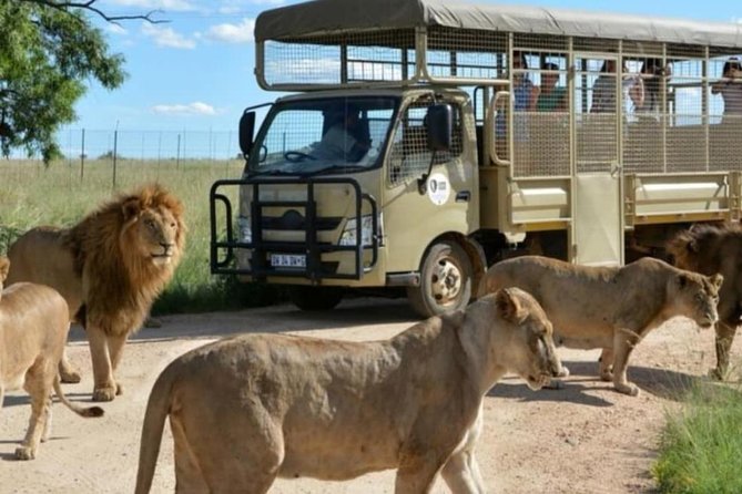 Pilanesberg Nature Reserve & Lion & Rhino Park Private - Highlights of Lion & Rhino Park