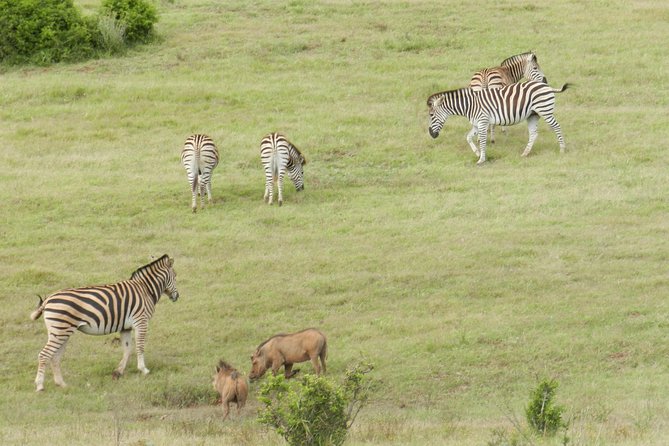 Port Elizabeth Shore Excursion: Addo Elephant Full Day Safari &BraaiLunch(BBQ) - Itinerary Details