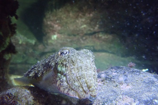 Porto Santo Night Snorkeling Tour - Tour Experience