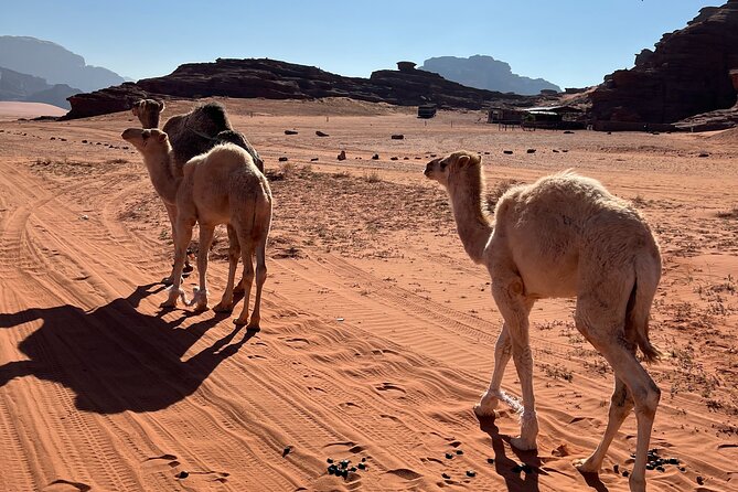 Private 1 Day Wadi Rum Desert Tour - Inclusions and Exclusions