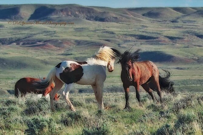 Private 4 Hour Red Canyon Wild Mustang Air Conditioned Van Tours - Wildlife Viewing Opportunities