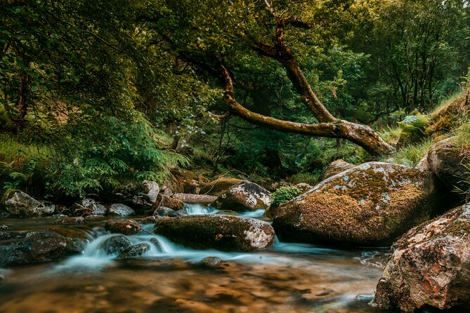 Private 8-Hour Tour to Glendalough and Wicklow From Dublin - Accessibility and Participation