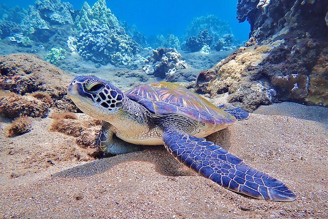 Private and Personalized Scuba Diving Adventures for All Experience Levels - Tailored Experiences for Scuba Enthusiasts