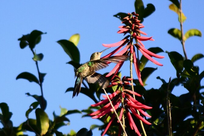 Private Birdwatching Tour in Sian Kaan Muyil - Transportation Details