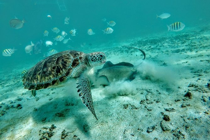 Private Cenote & Snorkeling Tour With Turtles in Akumal - Meeting and Pickup Details
