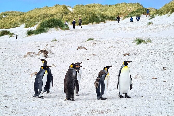 Private Coastal Gems Tour: Penguins, Scenery & Stanley - Meeting and Pickup