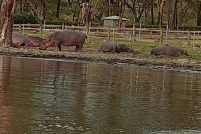 Private Day Tour to Hells Gate National Park and Lake Naivasha - National Park Exploration