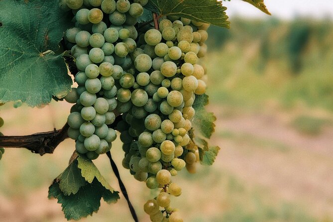 Private Day Trip to Kakheti Wine Region Including Wine Tasting - Highlights of the Private Day Trip