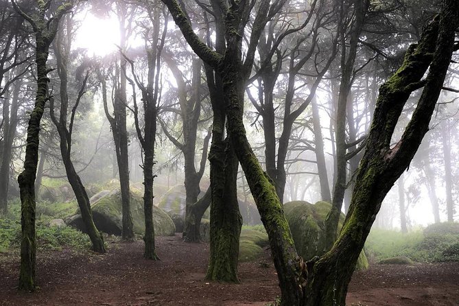 Private Evening Walk Inside the Forest: "Sintra Mountains Inbetween Wolves" - Getting Assistance