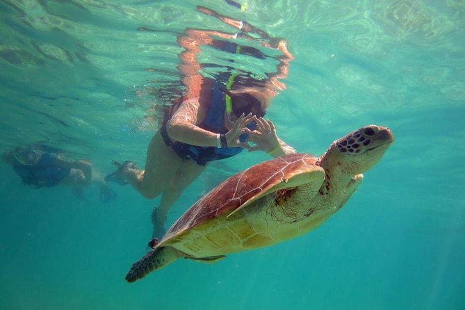 Private Experience: Akumal Sea Turtles Encounter and Yal-Kú Lagoon Colorfull Fish Snorkel. - Inclusions and Logistics