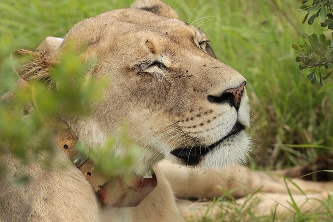 Private Full-Day Addo Elephant National Park Safari - Included Amenities