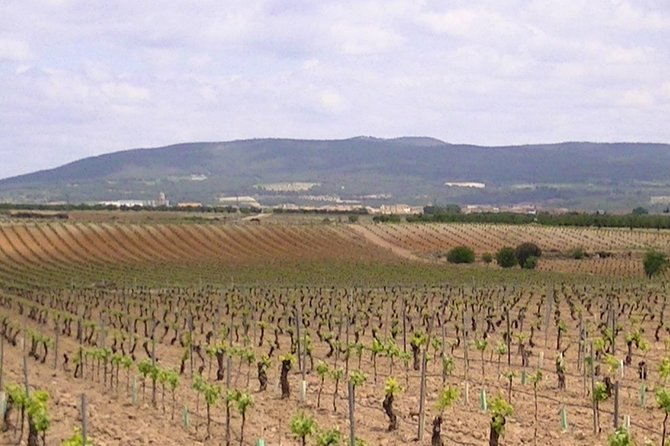 Private Full-Day Tour to Winery- Requena (Booking 2 Weeks Before) - Tour Highlights and Inclusions