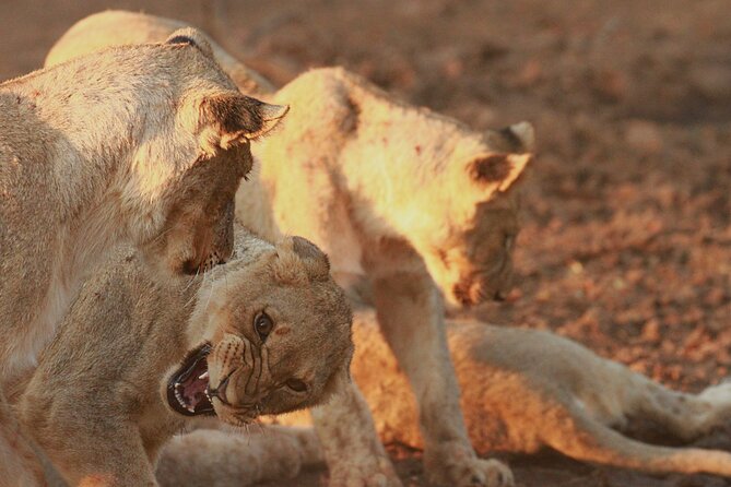 Private Game Drive Safari in Hoedspruit - Wildlife Encounters