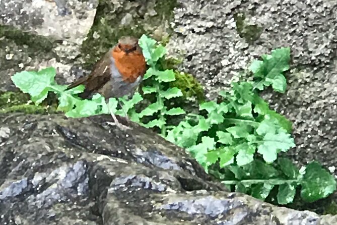 Private Garden of Ireland Wicklow Tour From Dublin - Pricing and Inclusions