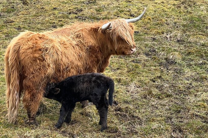 Private Greenock Shore Excursion Highland Lochs, Castles & Glens - Pickup Information