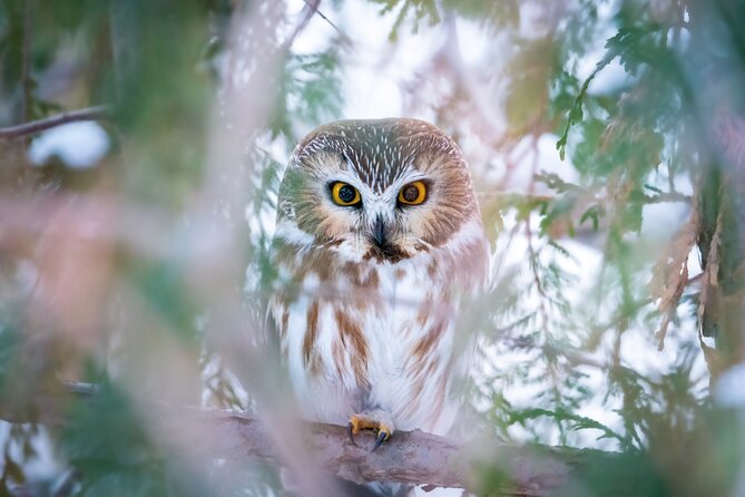 Private Guided Owl Prowl to Observe and Photograph Wild Owls - Inclusions