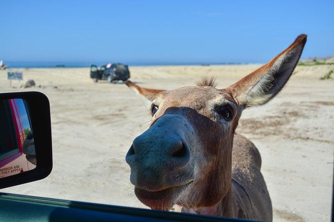 Private Jeep Tour Cabo Pulmo - Pickup and Meeting Points