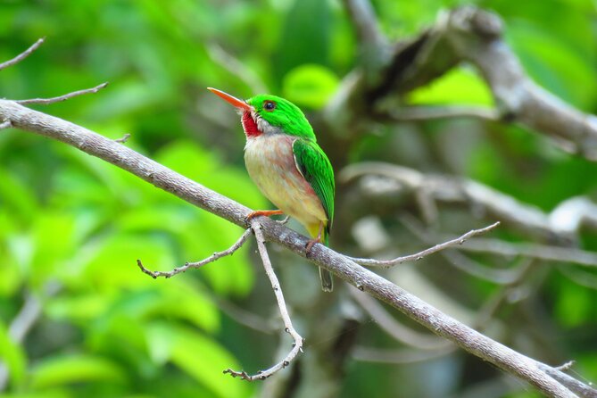 Private Kayaking Nature Tour of Los Haitises National Park - Kayaking Through Mangrove Forests