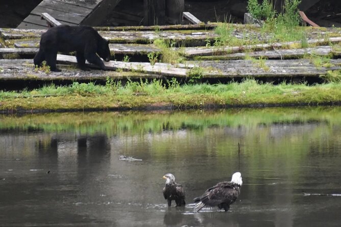 Private Ketchikan City Totems & Wildlife Van Tour - Unique Wildlife Experiences