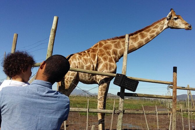 Private Le Cape Animal Farms Full Day Tour - Itinerary Overview