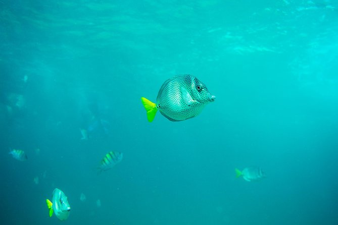 Private Los Cabos Arch & Playa Del Amor Tour by Glass Bottom Kayak - Tour Activities