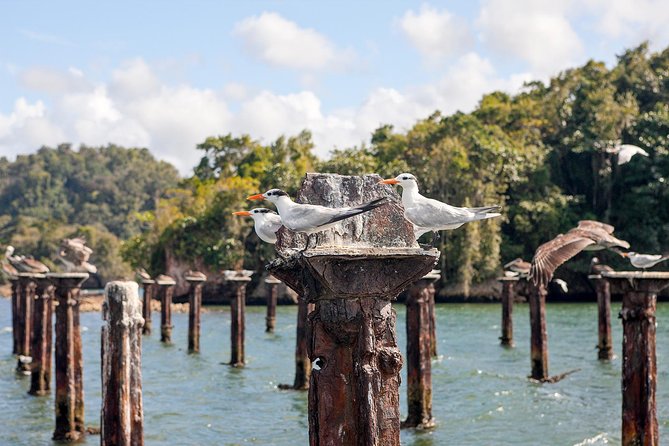 Private Los Haitises National Park and Caño Hondo Guided Tour With Lunch - Inclusions and Amenities