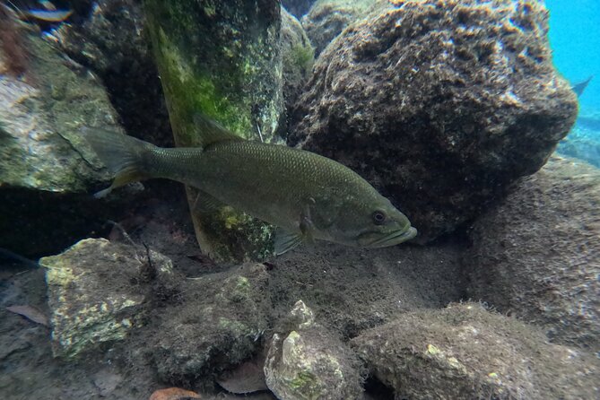 Private Manatee Swim Tour - What to Expect