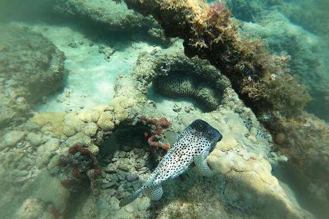 Private MegaSUP & Snorkel Tour of Fort Lauderdale Reefs - Meeting Information