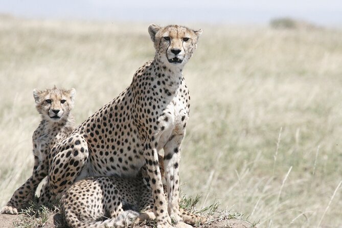 Private Mini Safari Tour in Nairobi - Tour Highlights