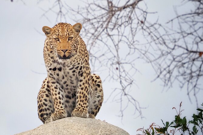 Private Morning Game Drive From Hazyview L Kruger National Park - Inclusions and Amenities