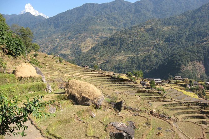 Private Multi Day Nepal Poon Hill Trekking Tour - Itinerary Highlights