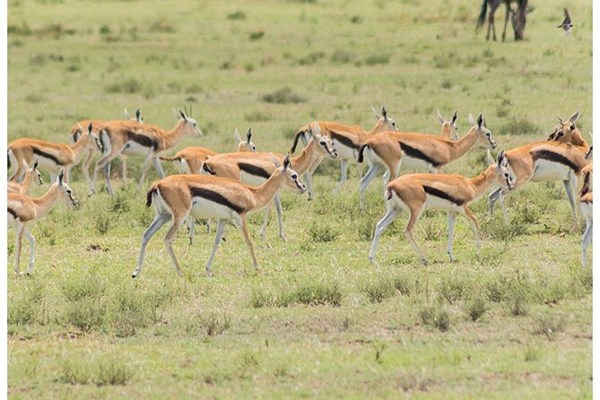 Private Multi-Day Tour in Tanzania Safari - Inclusions