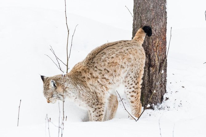 Private Ranua Zoo Tour - Included in the Tour