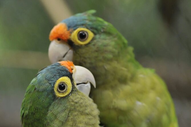 Private Sightseeing Tours Puntarenas Natuwa Rescue Center - Meeting and Pickup